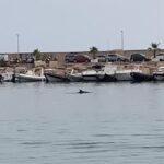 Delfini al porto di Scoglitti VIDEO