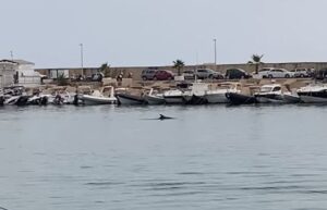 Delfini al porto di Scoglitti VIDEO