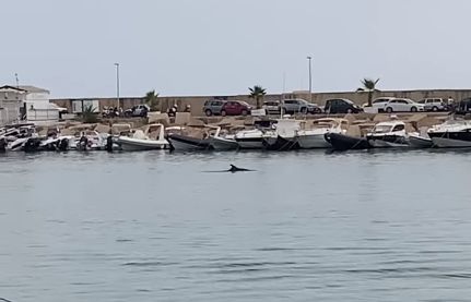 Delfini al porto di Scoglitti VIDEO