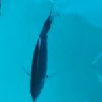 Cucciolo di delfino a Passo Marinaro: è minuscolo VIDEO