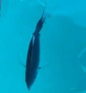 Cucciolo di delfino a Passo Marinaro: è minuscolo VIDEO