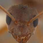 Nuova specie di formica scoperta in Sicilia FOTO