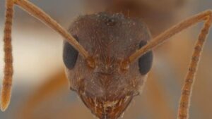 Nuova specie di formica scoperta in Sicilia FOTO