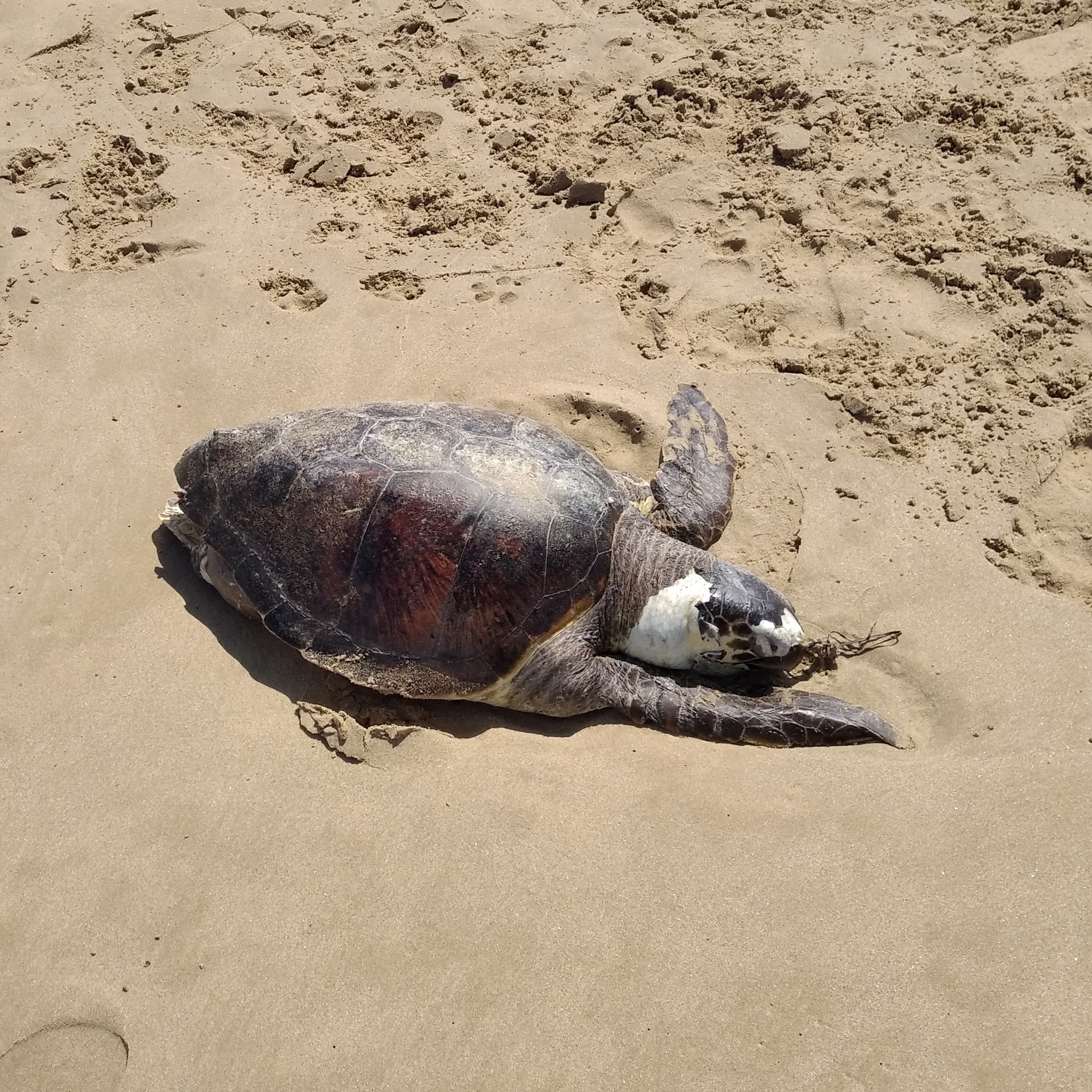 Scoglitti, tartaruga spiaggiata: una lenta mattanza FOTO