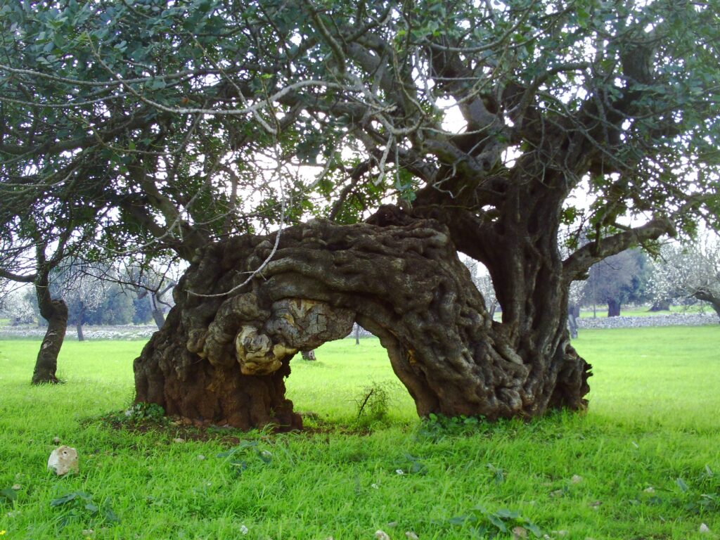 Carrubi, monumenti millenari del grande museo vegetale ibleo