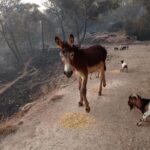 Il grido di Calaforno: "Ciccio dobbiamo salvarci, gli animali sono morti"