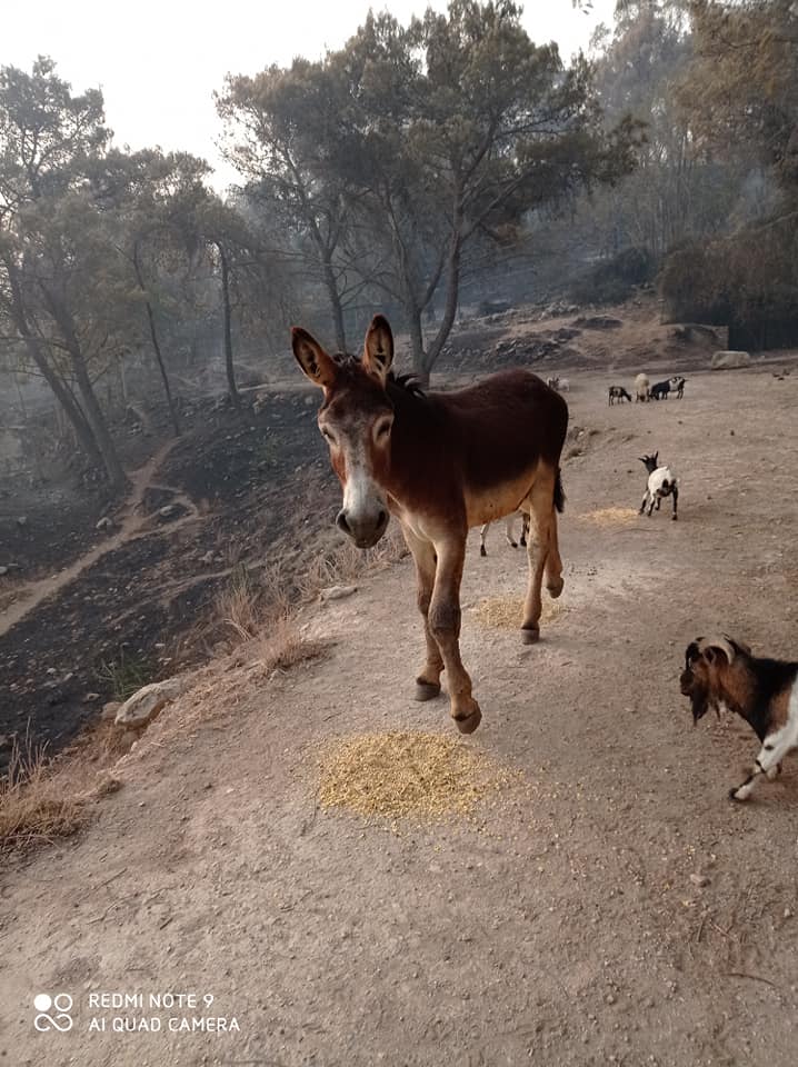 Il grido di Calaforno: “Ciccio dobbiamo salvarci, gli animali sono morti”