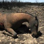 Calaforno metafora di un'Italia in fiamme che brucia gli animali vivi