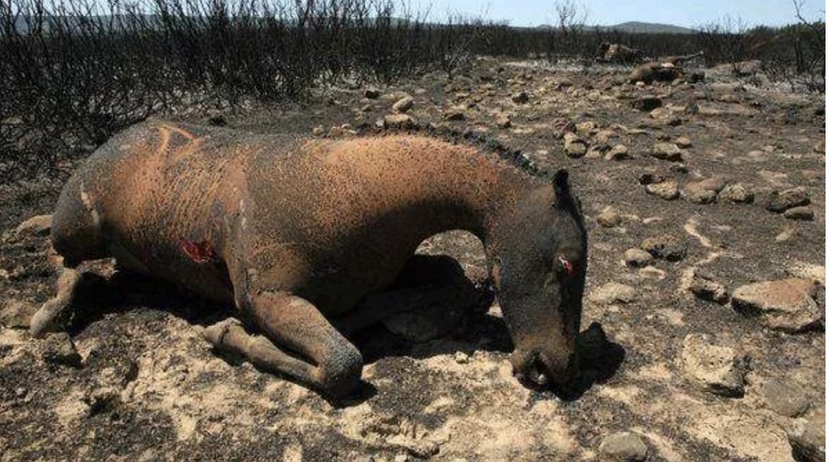 Calaforno metafora di un’Italia in fiamme che brucia gli animali vivi