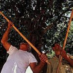 Arrestati sei ladri di carrubbe