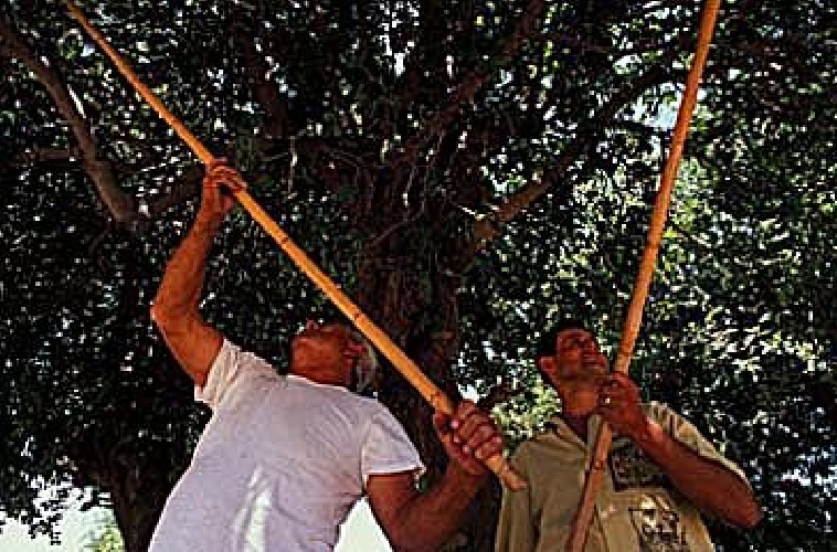 Arrestati sei ladri di carrube a Ispica