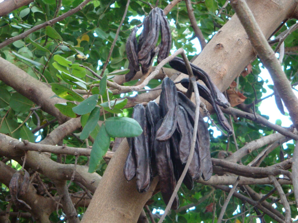 IL carrubo degli iblei e l'economia da reddito