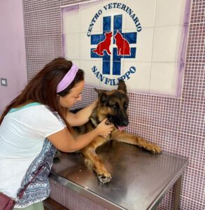 Visitato dai veterinari: “Non è operabile, violenze subìte per troppo tempo”