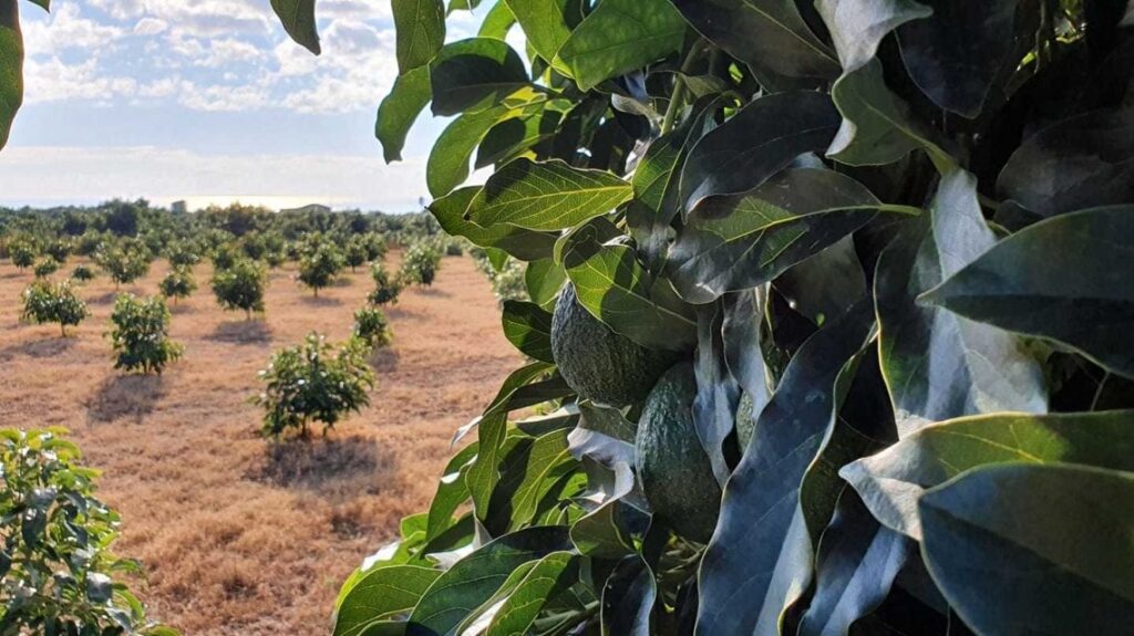 Avocado, banane, mango e papaya: la nuova frutta siciliana