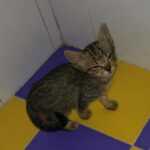 Il gattino fradicio sotto il temporale di Ragusa, cerca casa