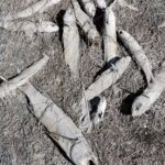 Siccità, caccia e pesca selvaggia hanno ridotto parte dell’area a una steppa mortifera