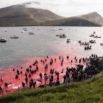 Mattanza di delfini alle isole Faroe, shock e rabbia