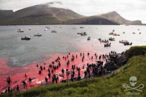 Mattanza di delfini alle isole Faroe, shock e rabbia