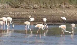 Ispica, Pantano Longarini pieno di fenicotteri VIDEO