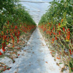 Le piantagioni della società agricola Colle d’Oro, in Contrada Bufali