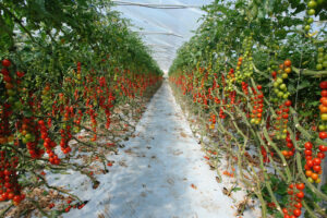 Le piantagioni della società agricola Colle d’Oro, in Contrada Bufali