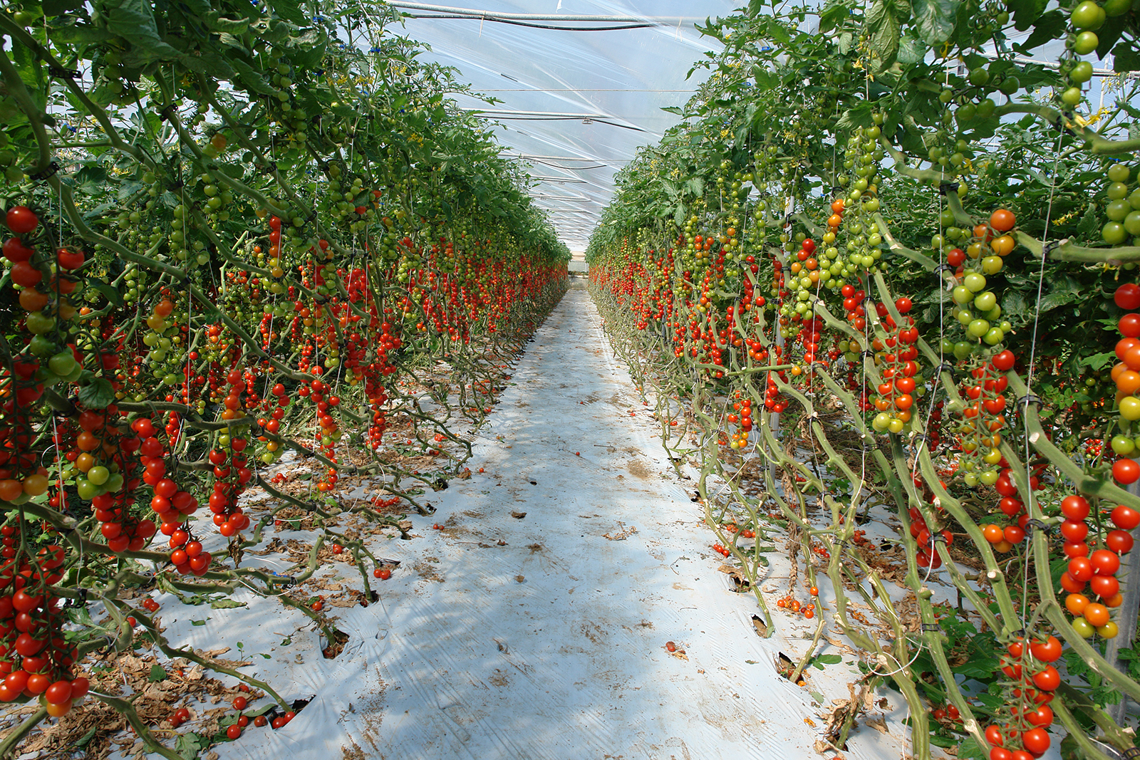 Ispica nel distretto “esotico” del pomodoro pachino Igp