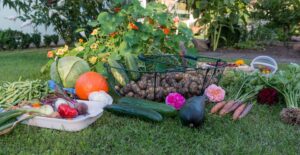 Alimenti brucia grassi per dieta dimagrante: quali sono
