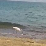 Pozzallo, l’airone fa il bagno quando non c’è nessuno VIDEO