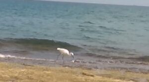 Pozzallo, l’airone fa il bagno quando non c’è nessuno VIDEO