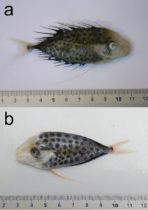 Raro Pesce Imperatore segnalato sulle coste del Ragusano