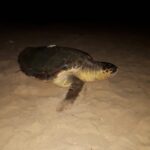 Nascono le tartarughe nel parco archeologico in Sicilia