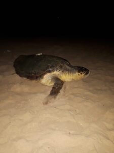 Nascono le tartarughe nel parco archeologico in Sicilia