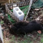 Cinghiali danneggiano tombe in cimitero Rotoli a Palermo