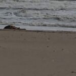 Cadavere sulla spiaggia di Balestrate
