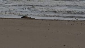 Cadavere sulla spiaggia di Balestrate