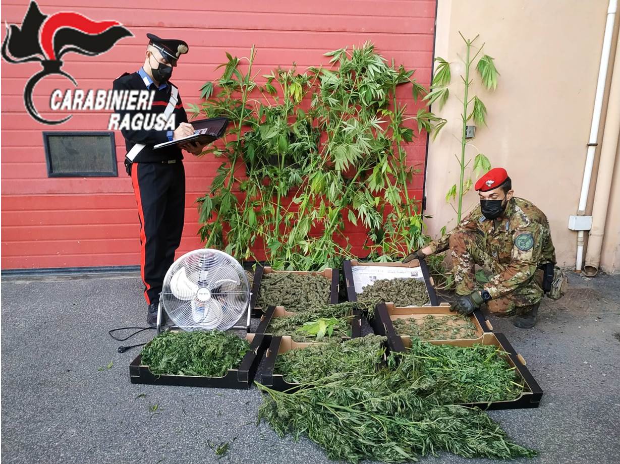 Vittoria, contadino trovato con 4,6 kg di marijuana VIDEO
