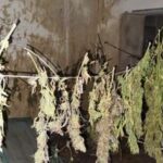 Marijuana in essicazione, arrestato 15enne a Lentini