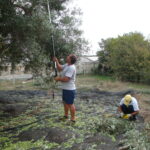 Giornata dimostrativa sulla potatura dell’olivo con macchine elettriche