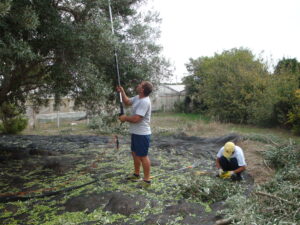 Giornata dimostrativa sulla potatura dell’olivo con macchine elettriche