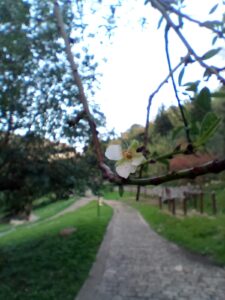 Un fiore di mandorlo, fotografato ieri nelle campagne di Modica, decisamente fuori stagione