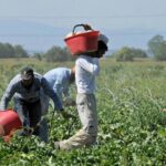 Ragusa, dilaga il “lavoro grigio”: la schiavitù dal campo alla tavola