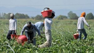 Ragusa, dilaga il “lavoro grigio”: la schiavitù dal campo alla tavola