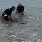 Scoglitti delfino salvato da due agenti