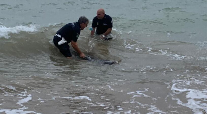 Scoglitti delfino salvato da due agenti