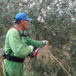 Giornata dimostrativa sulla potatura dell’olivo