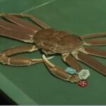 Granchio gigante da record: venduto all&rsquo;asta a 38mila euro