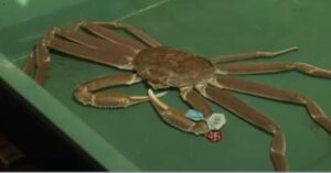 Granchio gigante da record: venduto all’asta a 38mila euro