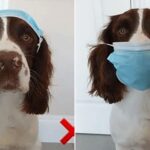 Covid, primo cane contagiato dai suoi padroni