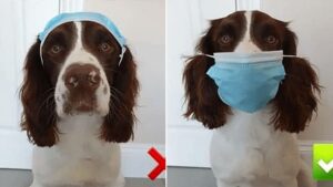 Covid, primo cane contagiato dai suoi padroni