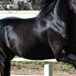 Comisano disarcionato da cavallo, elisoccorso